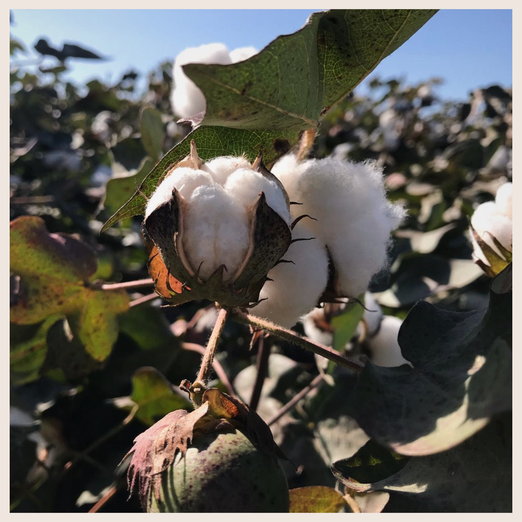 Turkish Cotton Co. picture of a cotton plant